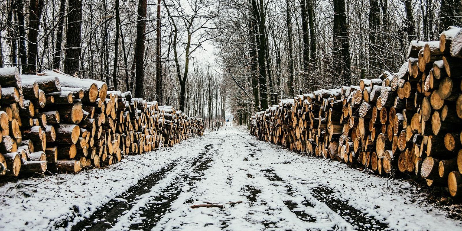 conseils pour les travaux forestiers en hiver